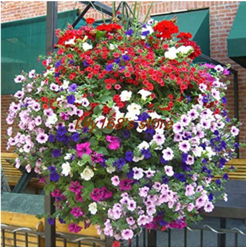 Balcony Patio Flower Bonsai,Mixed Color Hanging Petunia Bonsai, 200 pcs