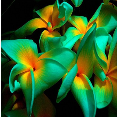 100Pcs/Pack Plumeria Seeds Hawaiian Frangipani Flower Garden Wedding Party Decorations