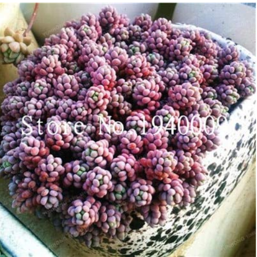 200 Pcs/Bag Sedum Dasyphyllum Bonsai Succulents Plants Bonsai Flower Bonsai Variety Complete Potted Interesting Plants