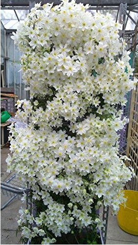 100pcs/bag Clematis seeds flowers clematis vine seeds perennial flower seeds climbing clematis plants bonsai pot garden plant 1