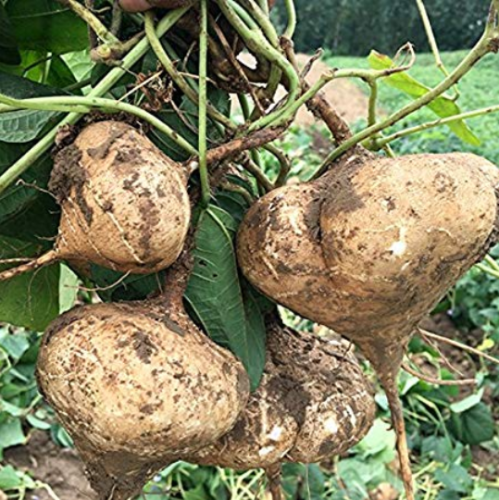20 Pcs/Pack Pachyrhizus Seeds