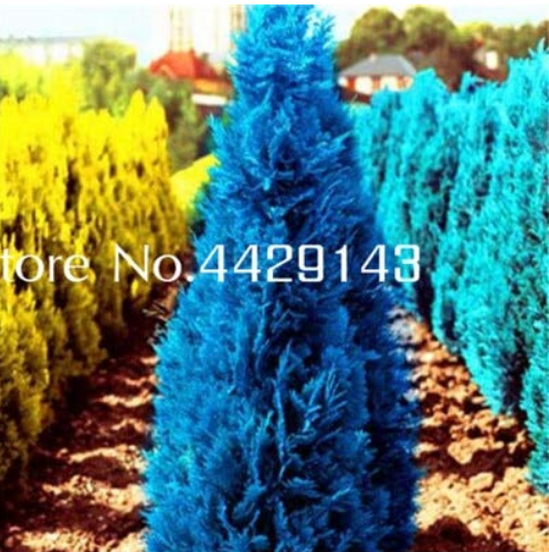 50PCS Mini Bule Italian Cypress Tree Plants Popular Bonsai Plants Perennial Potted Plants for DIY Home&Garden Planting