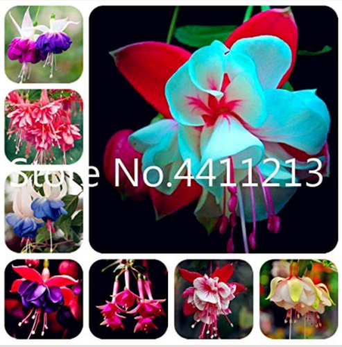 100 Pcs Japanese Fuchsia Bonsai Garden Balcony Bonsai Lanterns Flowers Spectabilis Potted Flowering DIY Plant Bonsai - (Color: Mixed)