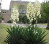 Yucca Bonsai, DIY Potted Plants, Indoor/Outdoor Pot Seed Germination Rate of 95% Mixed Colors