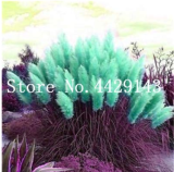 200 Seeds Pampas Grass G2, Mixed Colors Purple, Pink, Cream, Orange Cream White
