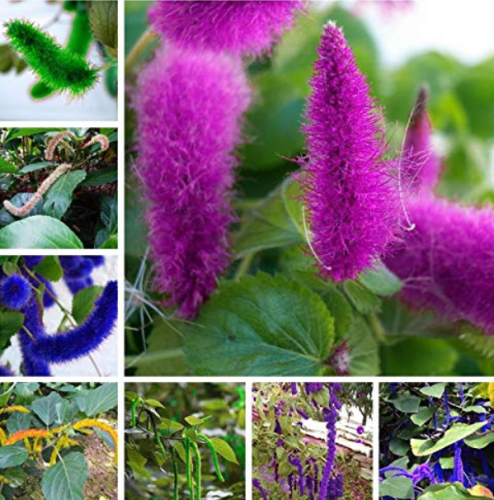 Acalypha Hispida Chenille Plant Red-Hot Cattail Beautiful Home Garden Grass Potted Decor Your Flower Pot Planter 100 Pcs - (Color: Mixed)