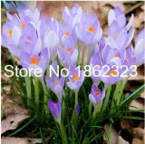 200 Pcs Saffron Flower Plants SEEDS  Bonsai Flower Potted Plants for Home Garden Herb Flower