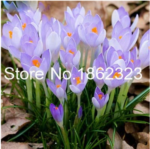 200 Pcs Saffron Flower Plants SEEDS  Bonsai Flower Potted Plants for Home Garden Herb Flower