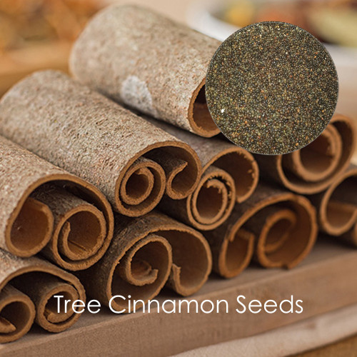 Green Tree Cinnamon Seeds