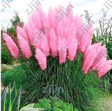 500PCS Purple Pampas Grass Seeds