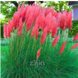 500PCS Purple Pampas Grass Seeds