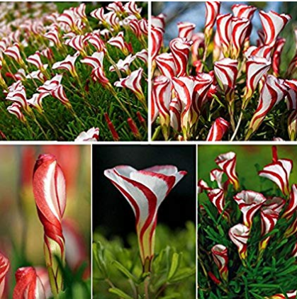 New 100PCS Rare Oxalis Versicolor Flower Seeds for Home Garden