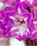 100 Pcs Mixed Amaryllis Bonsai Seeds, Not Bulbs, Balcony Garden Lily Plant Bonsai Flower Pots for Home Indoor Plant Flowers
