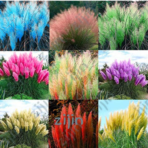 1000Pcs / Bag Colorful Pampas Grass Cortaderia Seed are Very Beautiful Garden Plants Decorative DIY - (Color: Multi-Colored)