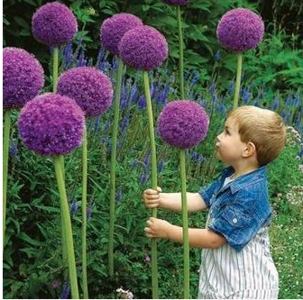20pcsAlliumGiganteumSeedsPurplePlantDIYHomeGarden