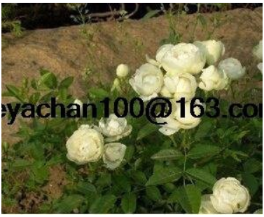 Rose Vine bonsais lings Being Miniature Rose Garden Landscaping 100 Flower Seed - (Color: Yellow)