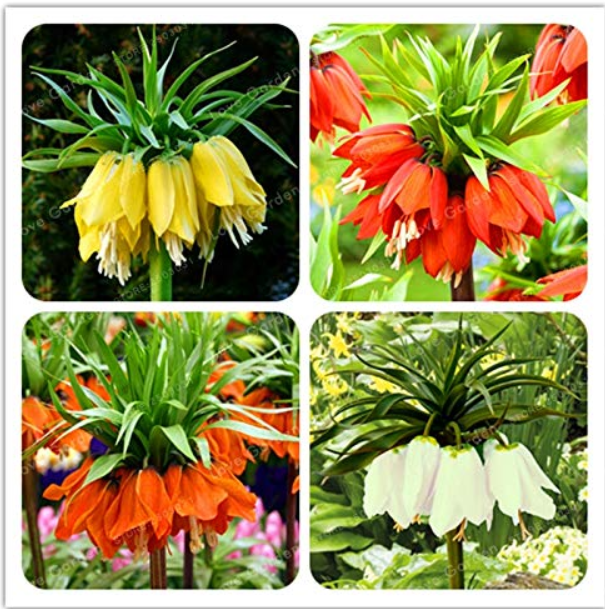 30PCS Crown Imperial Bonsai Wang Fritillaria Bonsai Easy to Grow Home Garden Ground Cover Plant See Rare Plant Bonsai Easy Grow - (Color: Mix)