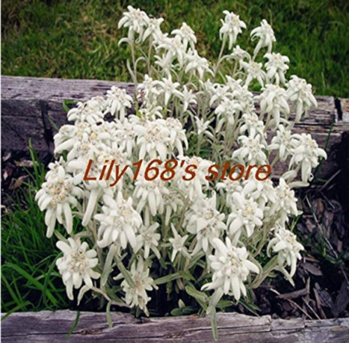 Exotic Edelweiss Seed Flower Plant Seed DIY Home Garden 200 pcs Leonotopodium alpinum