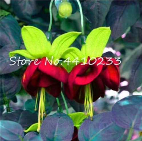 Mixed Colors Lantern Flower Indoor Balcony Bonsai Flower Fuchsias Plant - 100 Pcs for Home & Garden