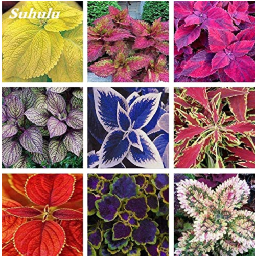 100Pcs Coleus Bonsai Rare Coleus Blumei Rainbow Mix Color Flower Bonsai for Home Garden Indoor Bonsai Plant Coleus Boleus Tohum - (Color: Mixed)