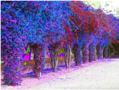 Pink Climbing Bougainvillea Spectabilis Willd Bonsai Plant Flower Bougainvillea Tree Plants 100 Pcs