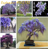 20 pcs Rare Jacaranda Mimosifolia Tree Bonsai Tree Jacaranda Flower Plants in The Garden Evergreen Shrubs Bonsai