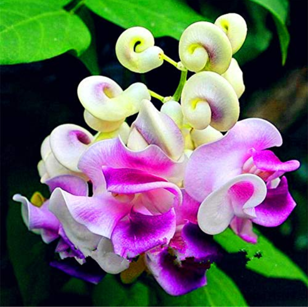 20 PCS/Pack Snail Vine Seeds Wisteria Snail Vine Flores Bonsai DIY Home Garden Plants Pot Flowers Plantas
