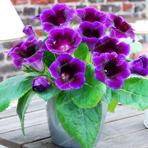 9 Colors Gloxinia Bonsai Sinningia Gloxinia Flower Bonsai Home Bonsai DIY for Garden Ornamental-Plant 100PCS