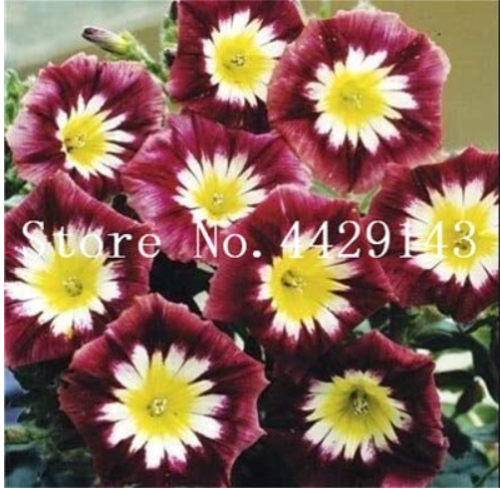100 Pcs/Bag Rare Star Petunia Blue Bonsai Garden and Patio Potted Plant Morning Glory Flowers Bonsai petuniya Bonsai