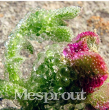 Heirloom Interesting Mesembryanthemum Crystallinum Succulent Plant, 100PCS Bonsai, Cactus Samen Plant Light up Your Desk