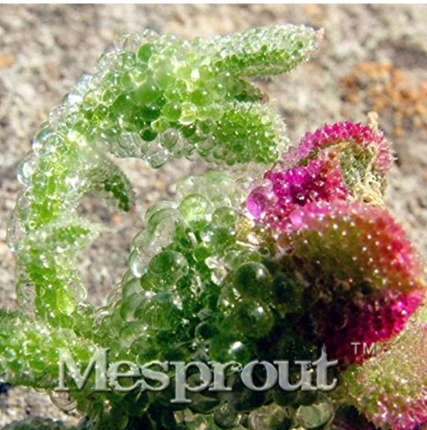 Heirloom Interesting Mesembryanthemum Crystallinum Succulent Plant, 100PCS Bonsai, Cactus Samen Plant Light up Your Desk