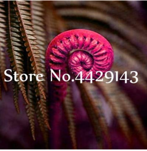 100 pcs Garden Edible Fern Bonsai Rare Creeper Vines Grass Mixed Foliage Plants Bonsai Exotic Plant for Flower Pots Planters