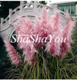 500PCS Purple Pampas Grass Seeds