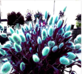 BELLFARM Purple Rare Rabbit's Tail Grass Seeds, 100 Seeds / Pack, Lagurus ovatus Ornamental Grasses