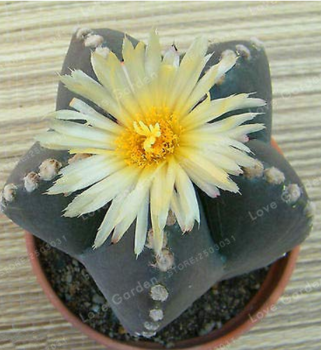 100Pcs/Bag Five-Pointed Star Meaty Bonsai,Radiation Protection Succulent, Imported Cactus Bonsai Plant Pot Bonsai for Home