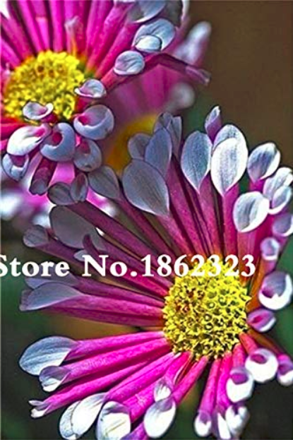 100 Pcs African Blue Eyed Daisy Flower Bonsai Osteospermum Flower Bonsai Balcony Flower for Home Planting