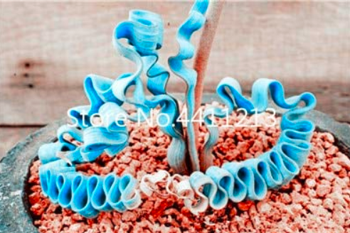 2000pcs Blue Spring Grass Rare Succulents Plant Funny Seed Planting Potted Plants for Home Garden Supplies Flower Easy to Grow