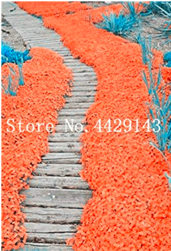 100 Pcs Rare Rock Cress Bonsai Climbing Plant Creeping Thyme Plant Perennial Ground Cover Flower for Home Garden Decoration