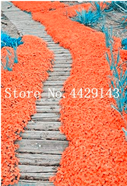 100 Pcs Rare Rock Cress Bonsai Climbing Plant Creeping Thyme Plant Perennial Ground Cover Flower for Home Garden Decoration