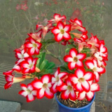 Adenium Obesum 10 Seeds Bulk Desert Rose Bonsai Tree Flower Seeds