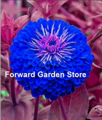 Mixed Zinnia Bonsai Pretty Pastel Colors Perennial Bonsai for Home Garden Charming Chinese Flowers Plant 200 Pcs