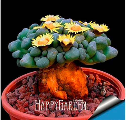 Semillas De Flores 10 Pcs/Lot Succulents Raw Stone Cactus Seed Stems Tetragonia Potted Flowers Fleshy