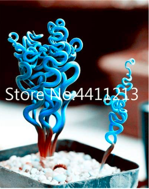 2000pcs Blue Spring Grass Rare Succulents Plant Funny Seed Planting Potted Plants for Home Garden Supplies Flower Easy to Grow