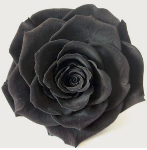 Exotic Rainbow Rose Plants Mixed Colors Rosa Planta Outdoor Seed Potted Flower Balcony Plants for Home Garden Decor 100pcs