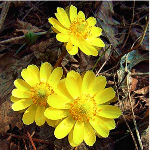 Adonis Aestivalis Bonsai Rare Flower Bonsai Potted Bonsai DIY Home Garden Plant Easy to Grow 50 Pcs Germination Rate 95%+