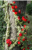 100 Pcs Thailand Climbing Beautyful Rose Bonsai Flowers Rare Mutli-Color Rose Bonsai Climbing Plants for Home & Garden