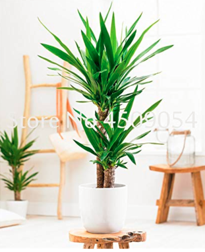 50 pcs Yucca Bonsai DIY Potted Plants Indoor/Outdoor Pot Bonsai Germination Rate of 95% New White Orchid Bonsai Evergreen