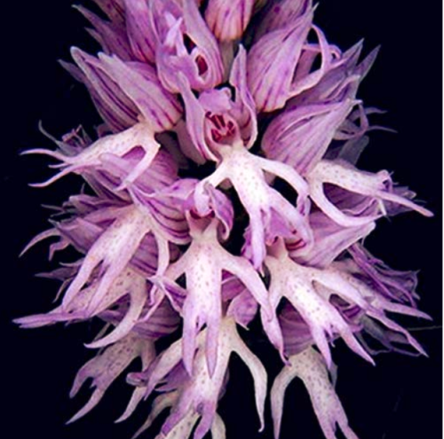 Orchis Italica Bonsai 100PCS Pyramid Monkey Orchid Italian Man Orchid Home Garden Bonsai Balcony