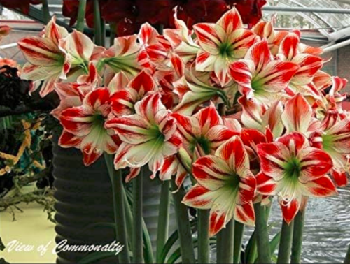 Hippeastrum Seeds Bonsai Amaryllis Barbados Lily DIY Home Garden Lily Potted Bonsai Balcony Flower 100 pcs/Bag
