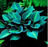 Hot Selling Gimax 150Pcs/Pack Hosta Flower Seeds Garden Perennials Ornamental Lily Shade Hosta Plants Seeds - (Color: Green)